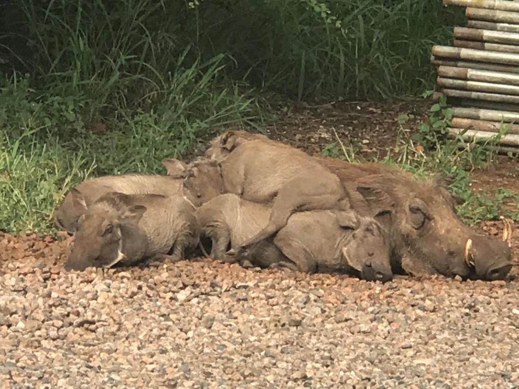 515 On Warthog By The River Marloth Park Bagian luar foto