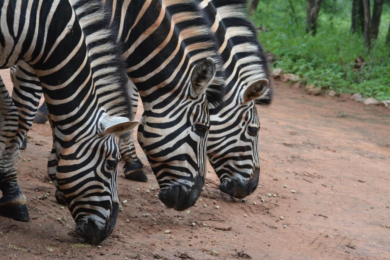 515 On Warthog By The River Marloth Park Bagian luar foto