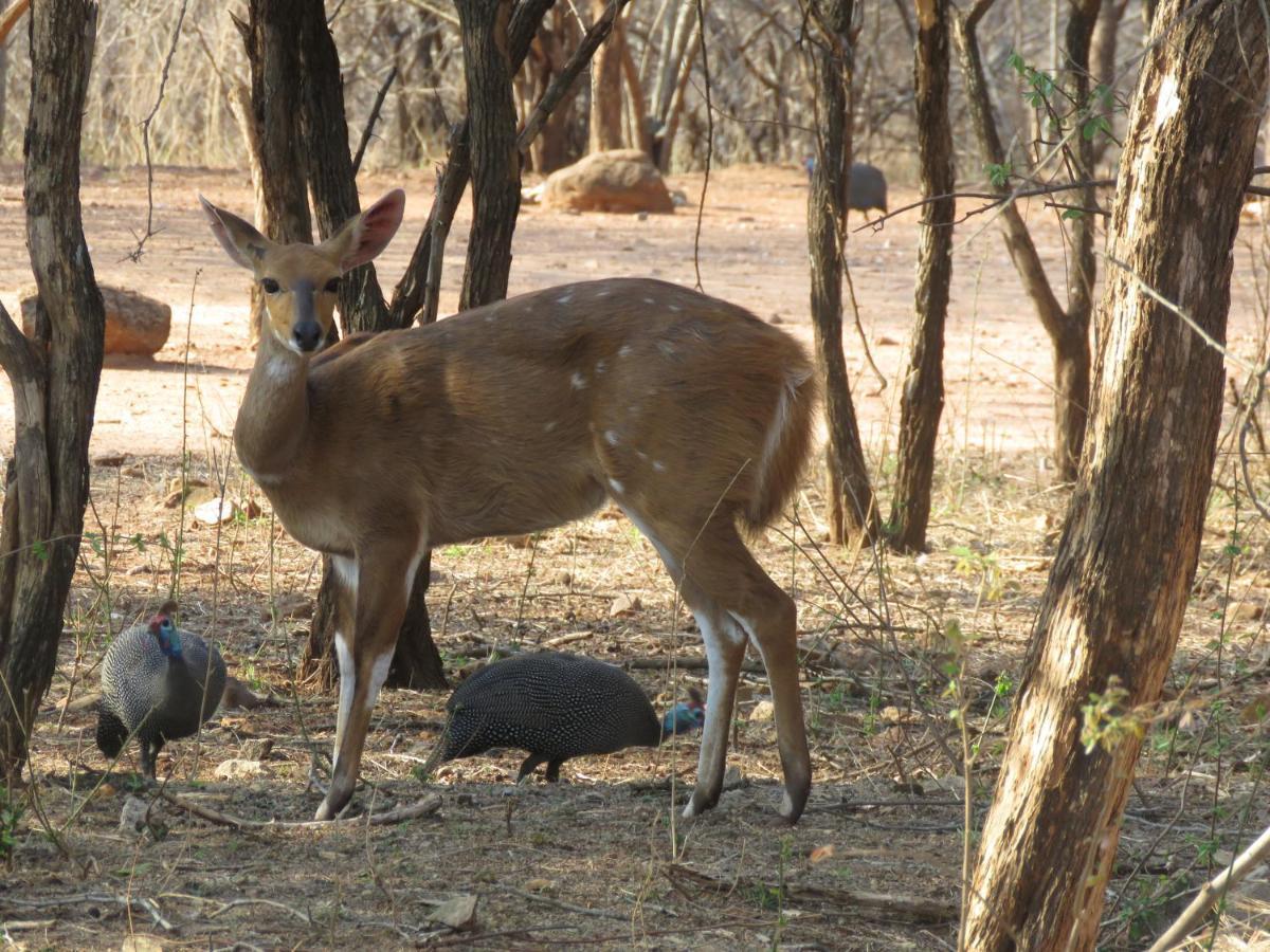 515 On Warthog By The River Marloth Park Bagian luar foto